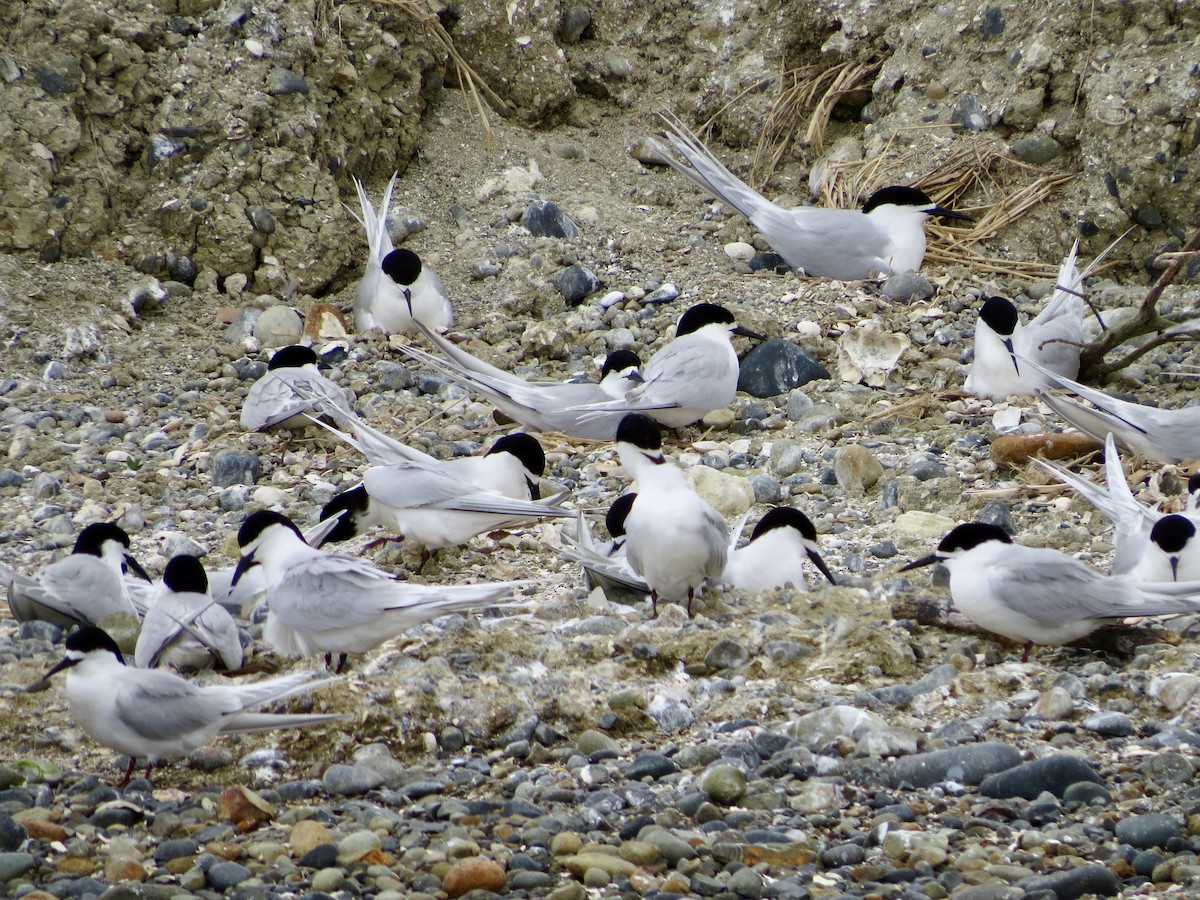 White-fronted Tern - ML612880312