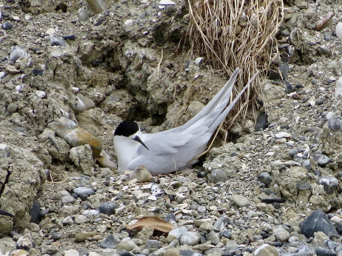 White-fronted Tern - ML612880429