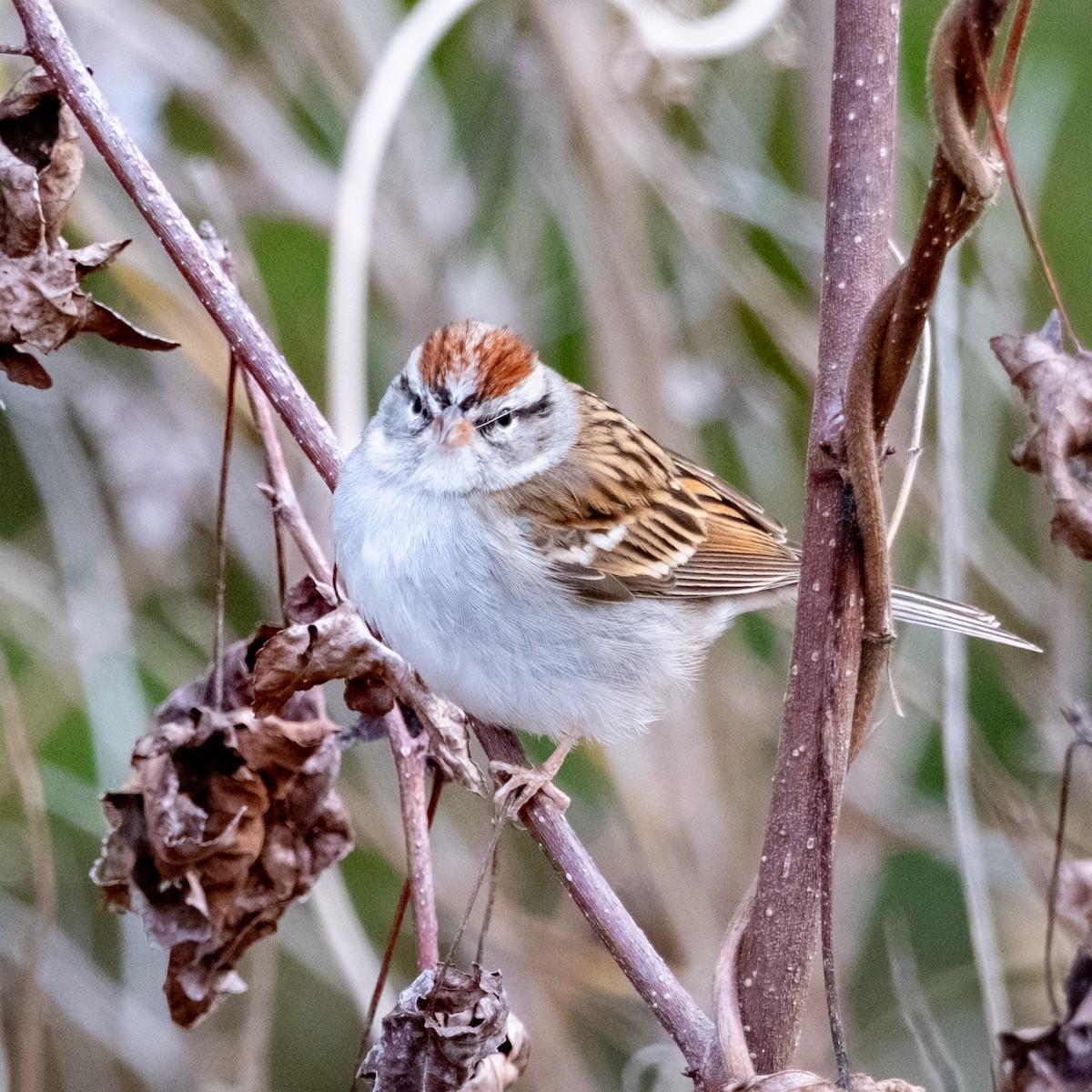 Chipping Sparrow - ML612880527