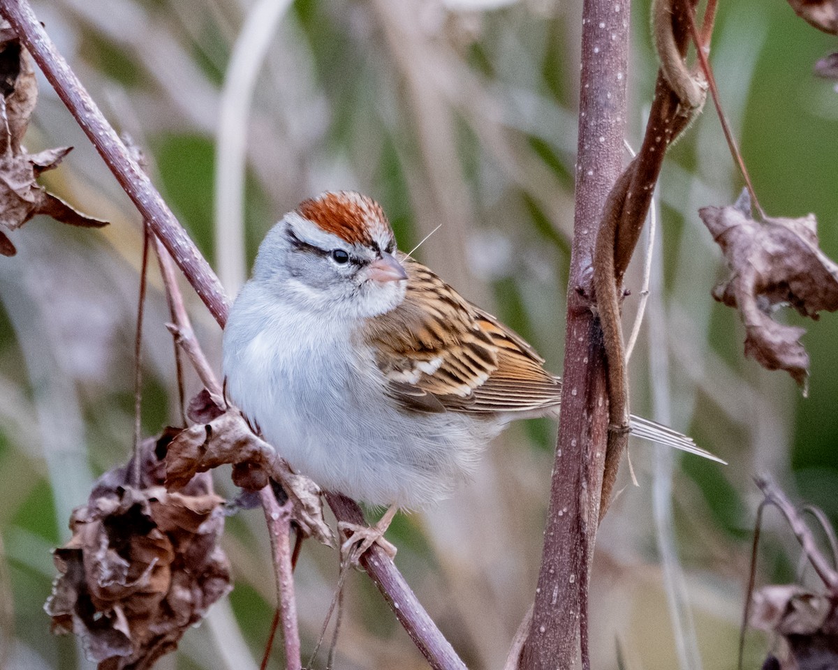 Chipping Sparrow - ML612880528