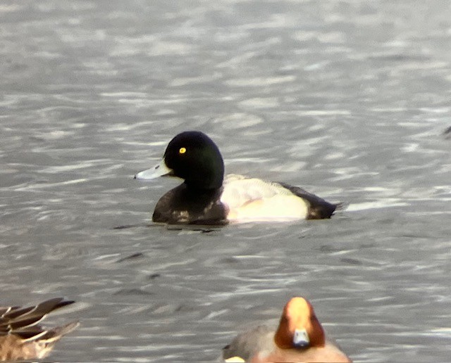 Greater Scaup - ML612880784