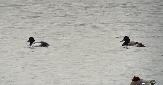 Greater Scaup - ML612880792