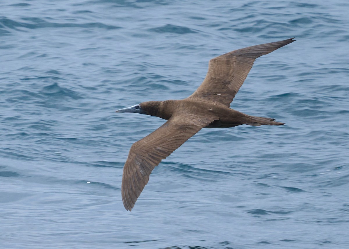 Brown Booby - ML612880795