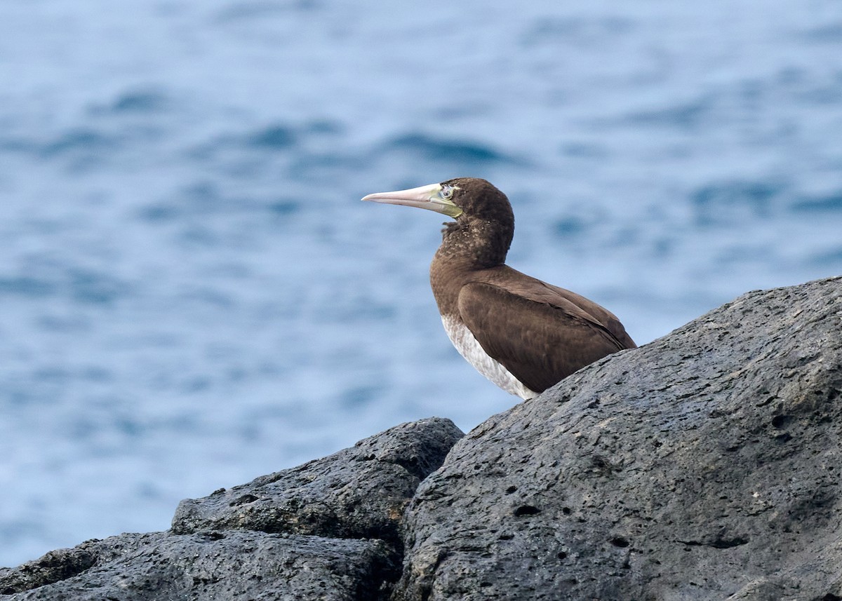 Brown Booby - ML612880797
