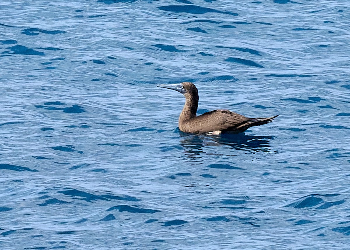 Brown Booby - ML612880798