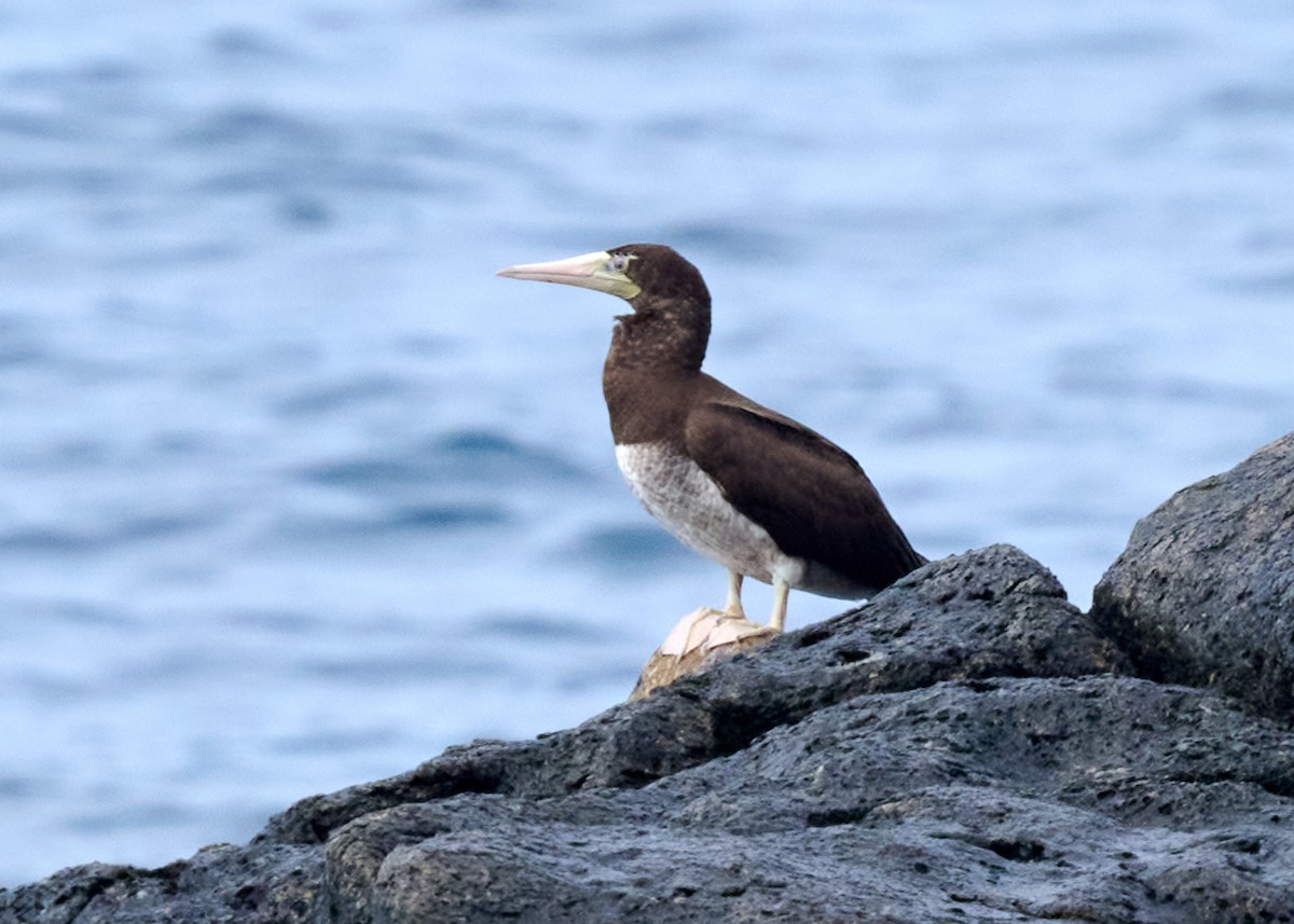Brown Booby - ML612880800