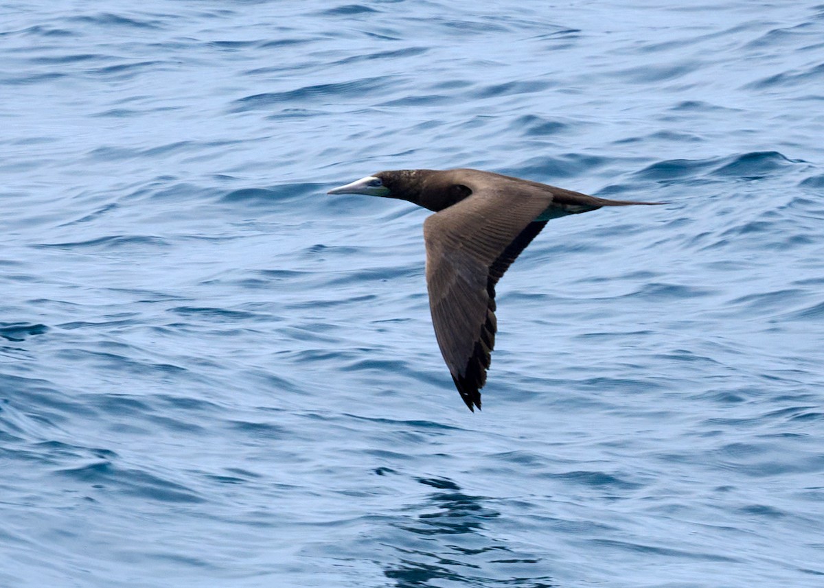 Brown Booby - ML612880801