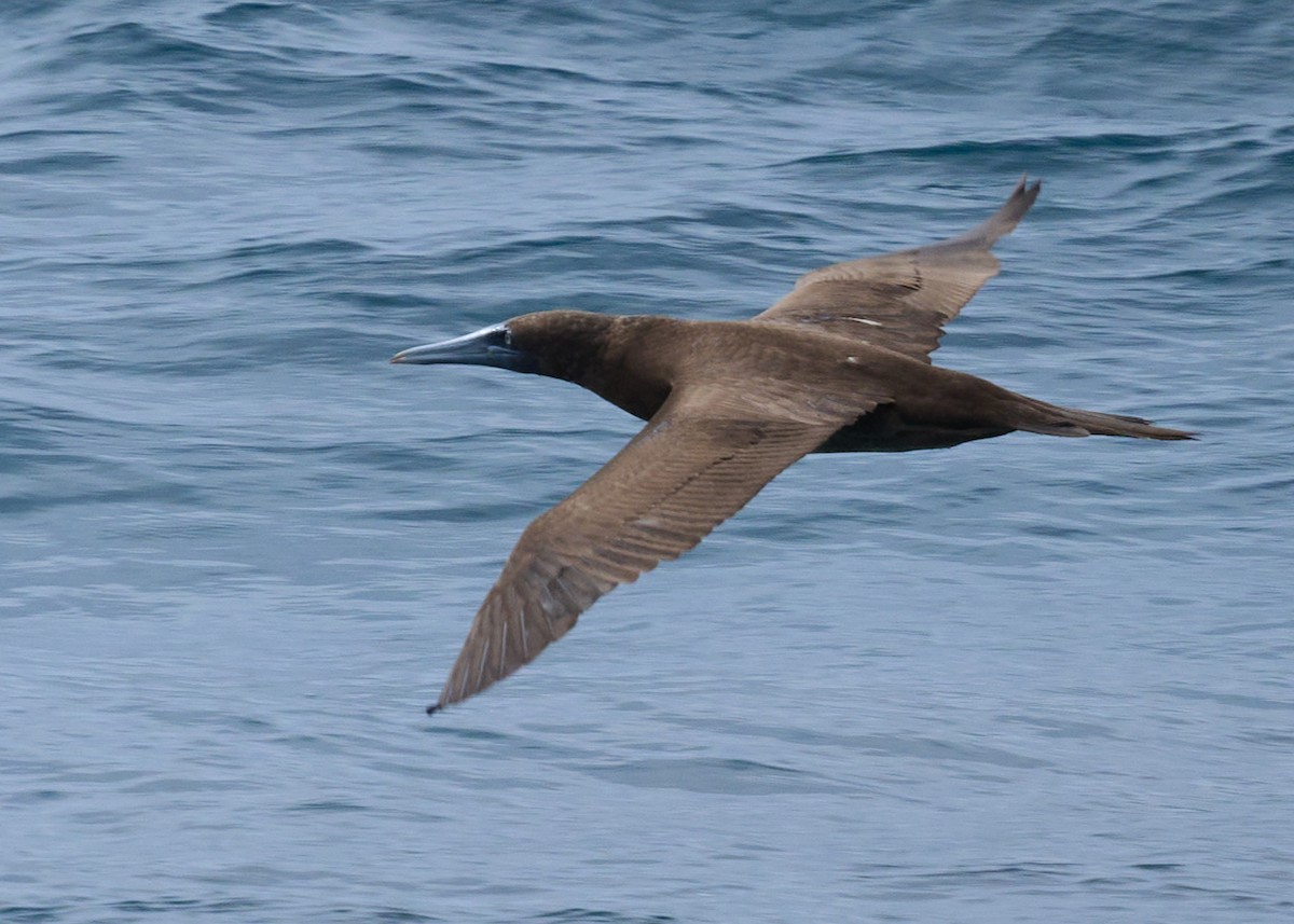 Brown Booby - ML612880802