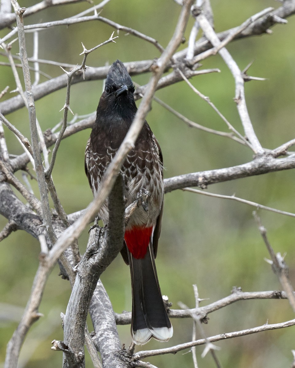 Red-vented Bulbul - ML612880812