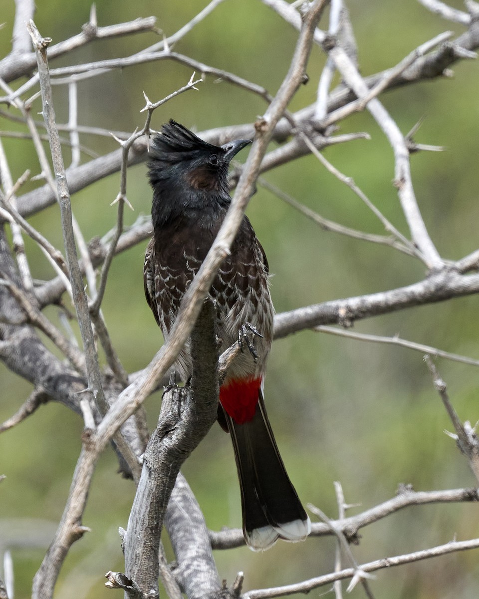 Red-vented Bulbul - ML612880813