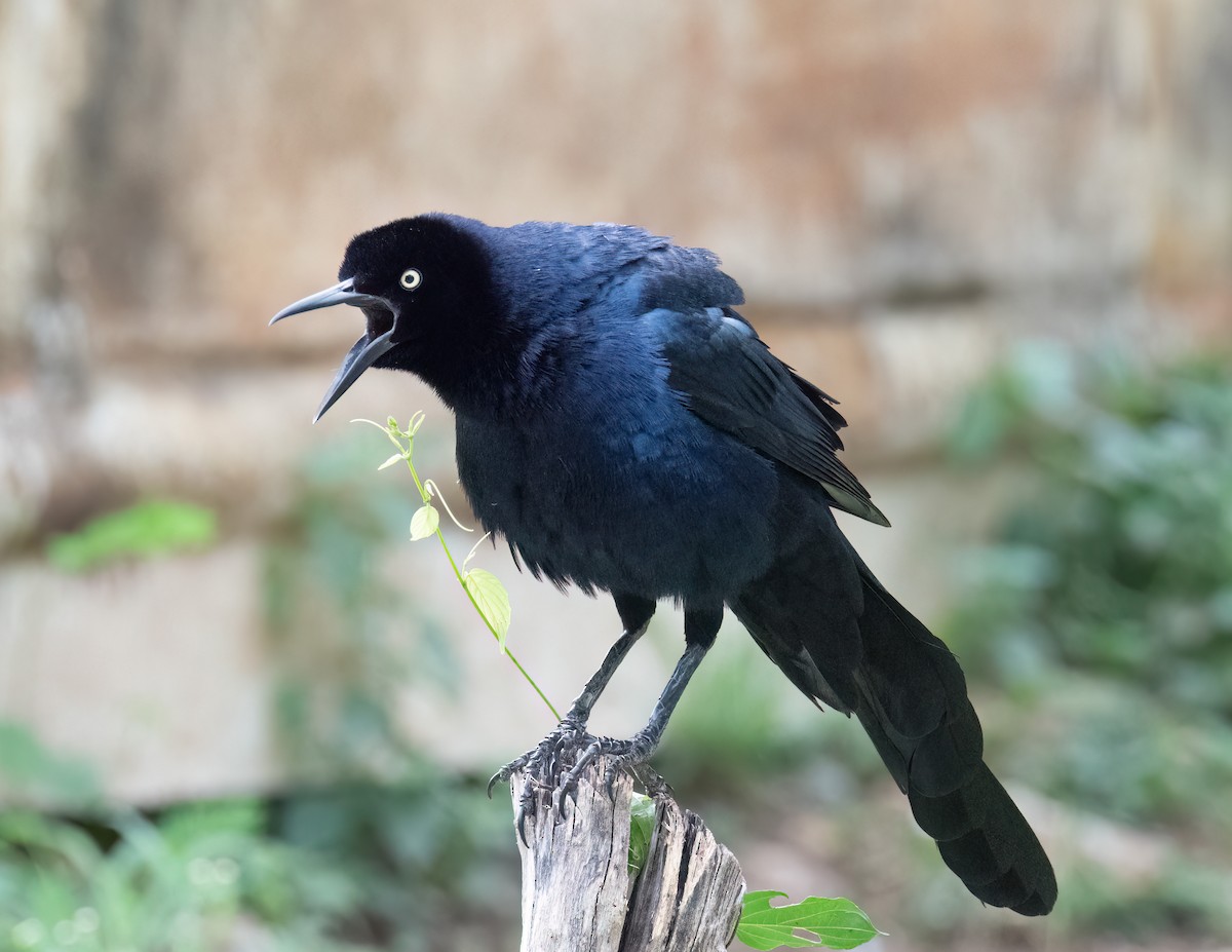 Great-tailed Grackle - ML612880983