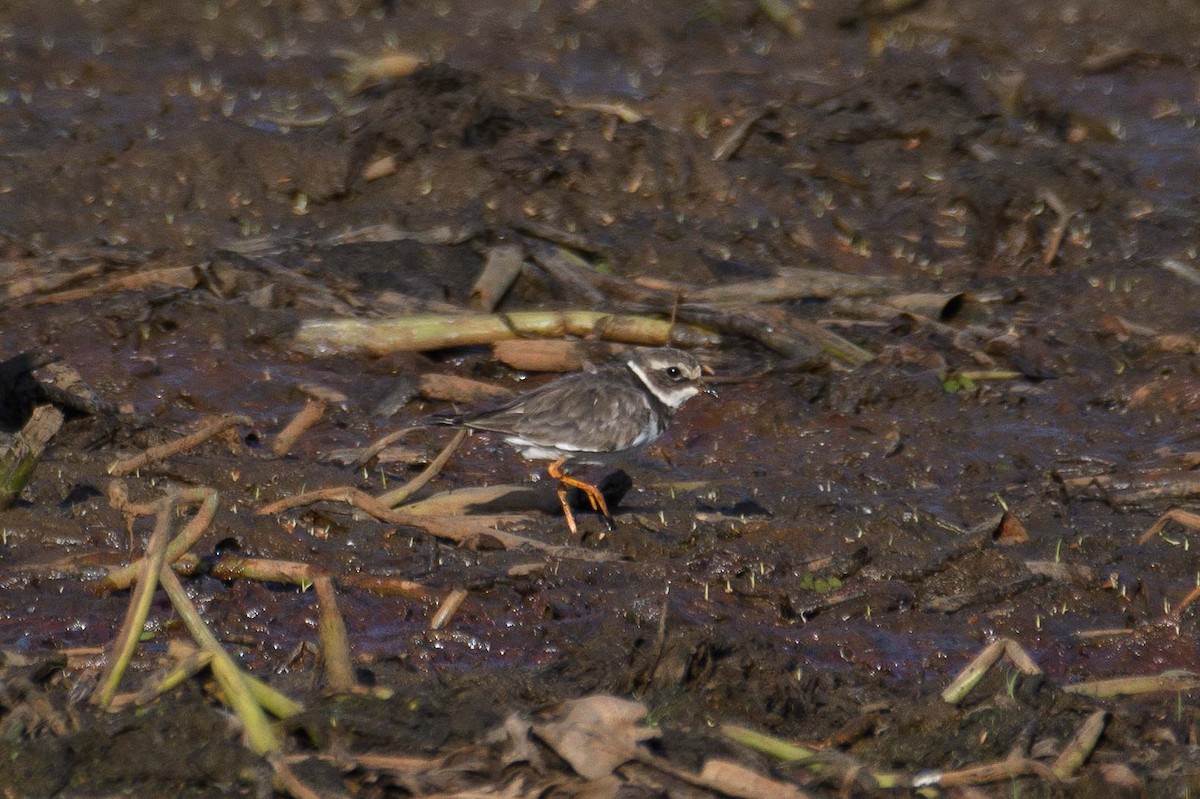 Common Ringed Plover - ML612881089