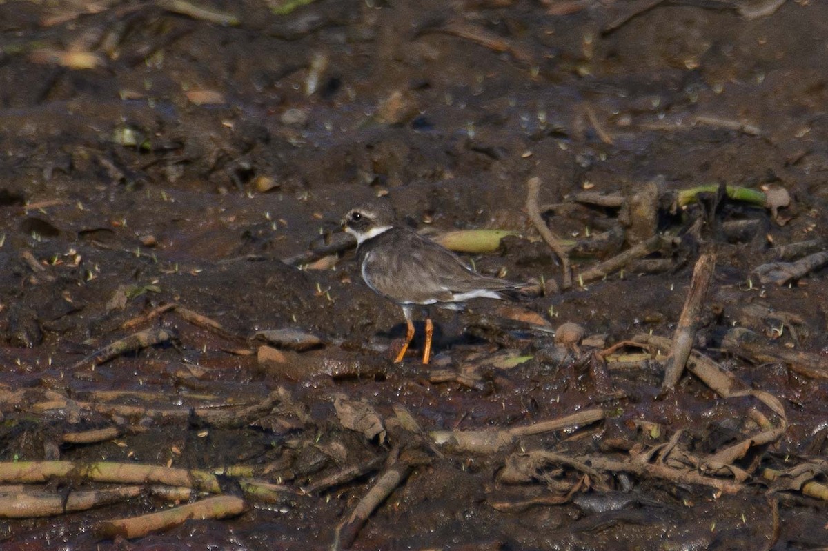 Common Ringed Plover - ML612881096