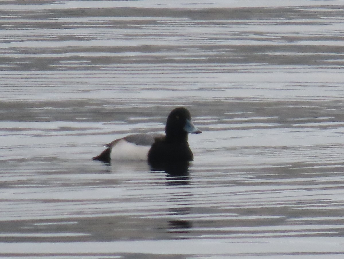 Greater Scaup - ML612881192