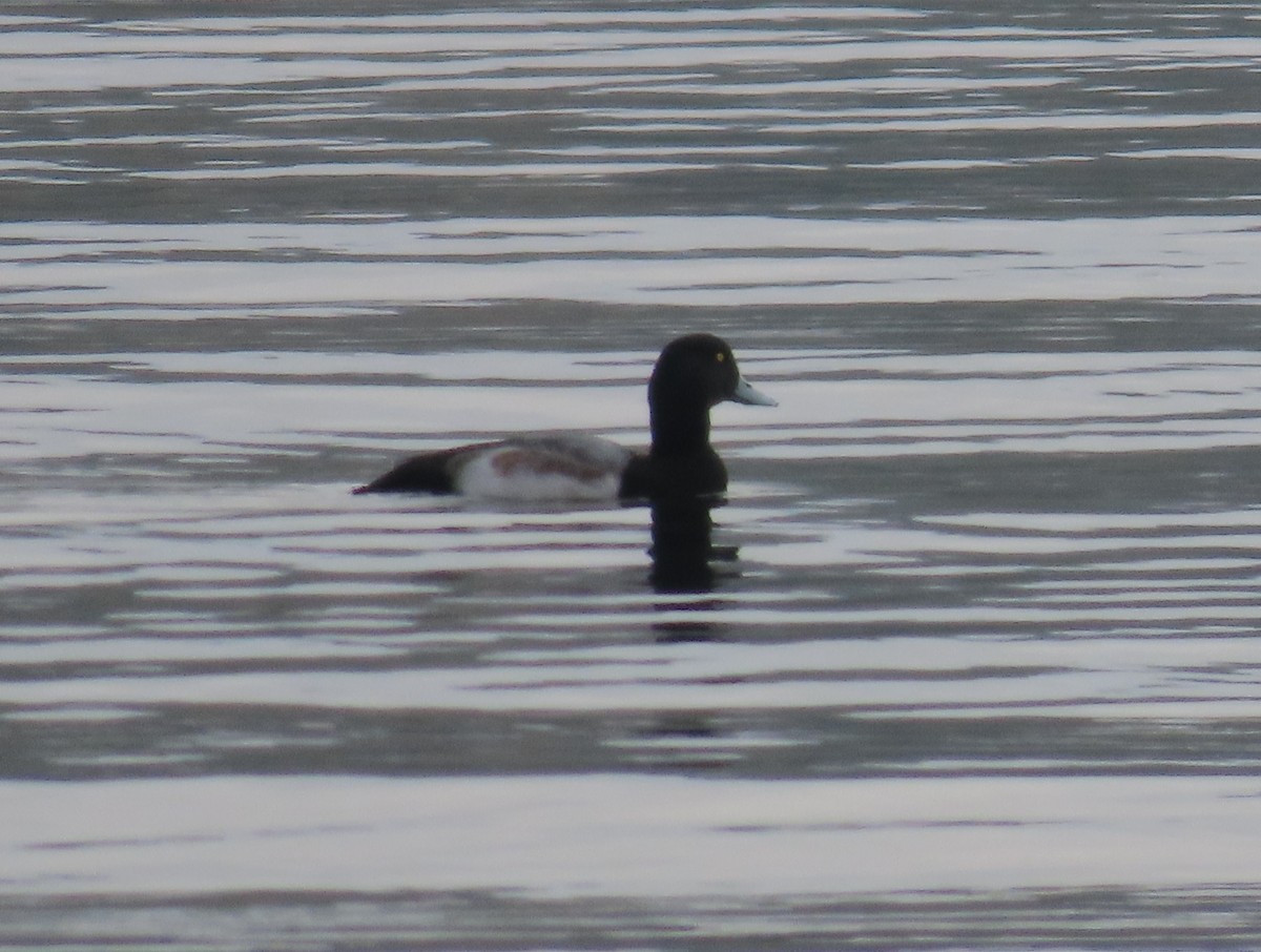 Greater Scaup - ML612881193