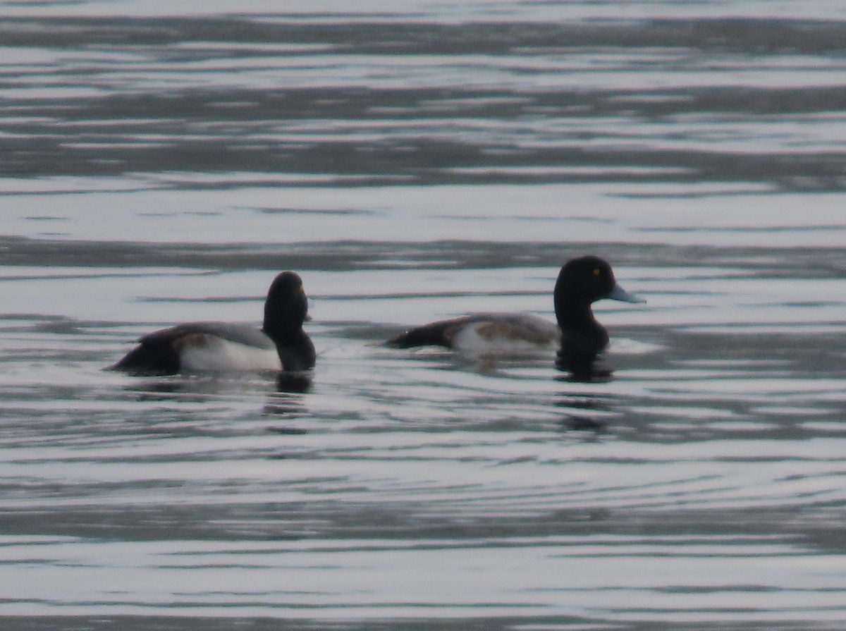 Greater Scaup - ML612881195