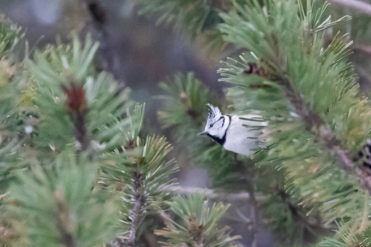 Crested Tit - ML612881416