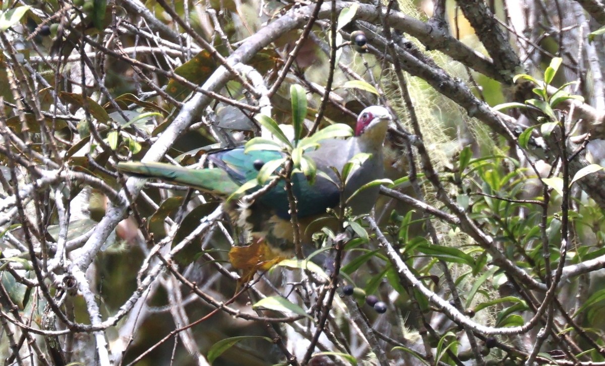 Red-eared Fruit-Dove (Red-eared) - ML612881641