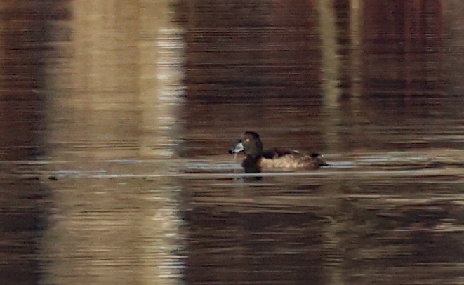 Tufted Duck - ML612881871