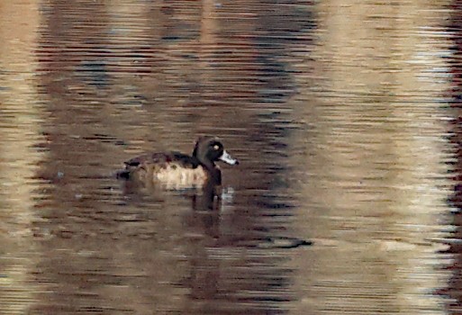 Tufted Duck - ML612881872