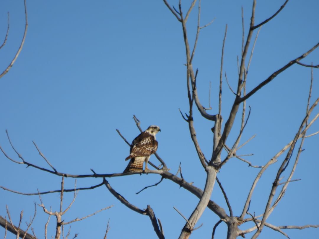 Red-tailed Hawk - ML612881879