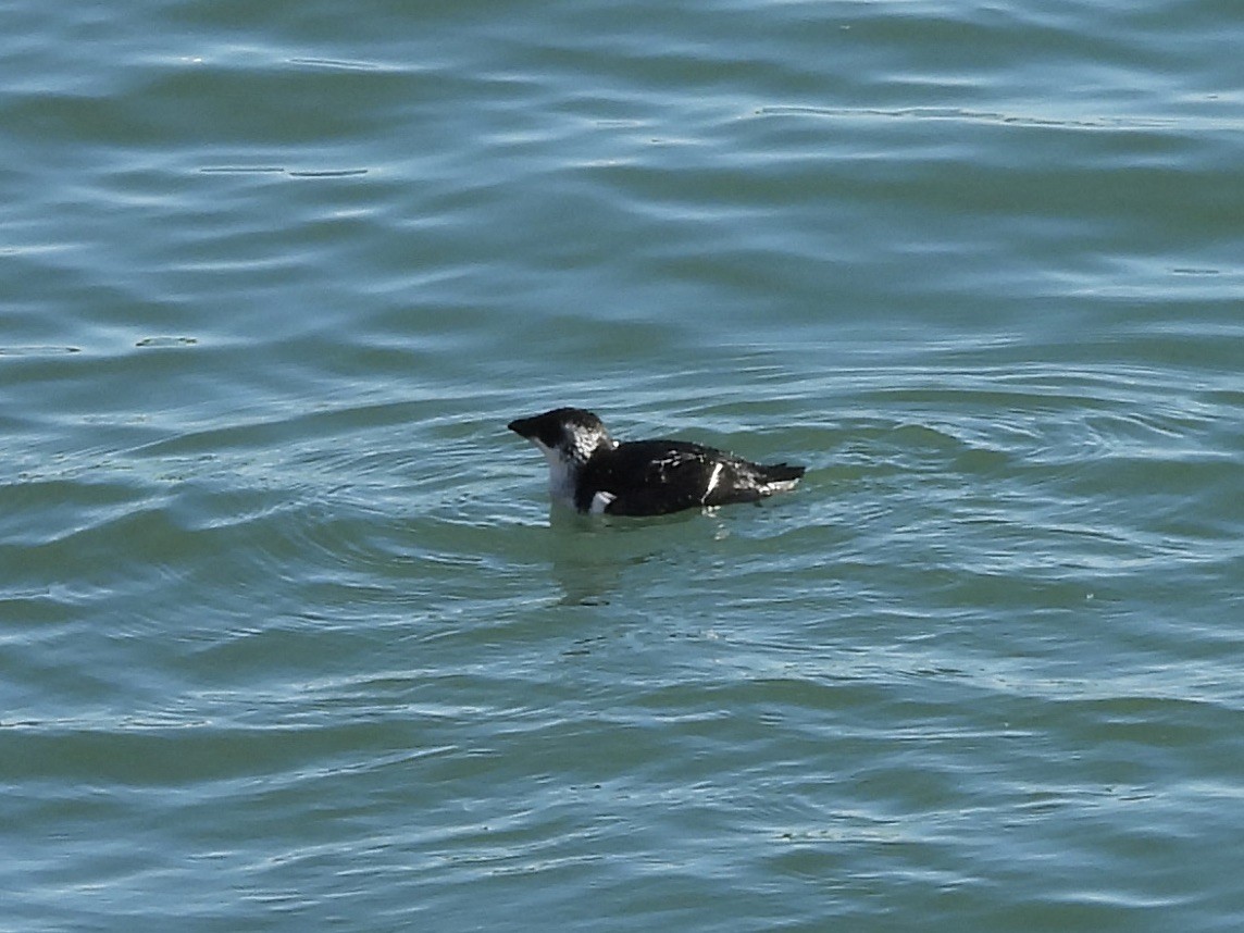 eBird Checklist - 31 Dec 2023 - Rudee Inlet - 3 species
