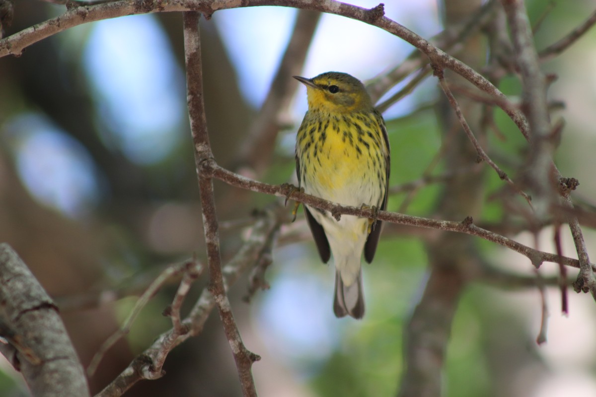 Cape May Warbler - ML612882306