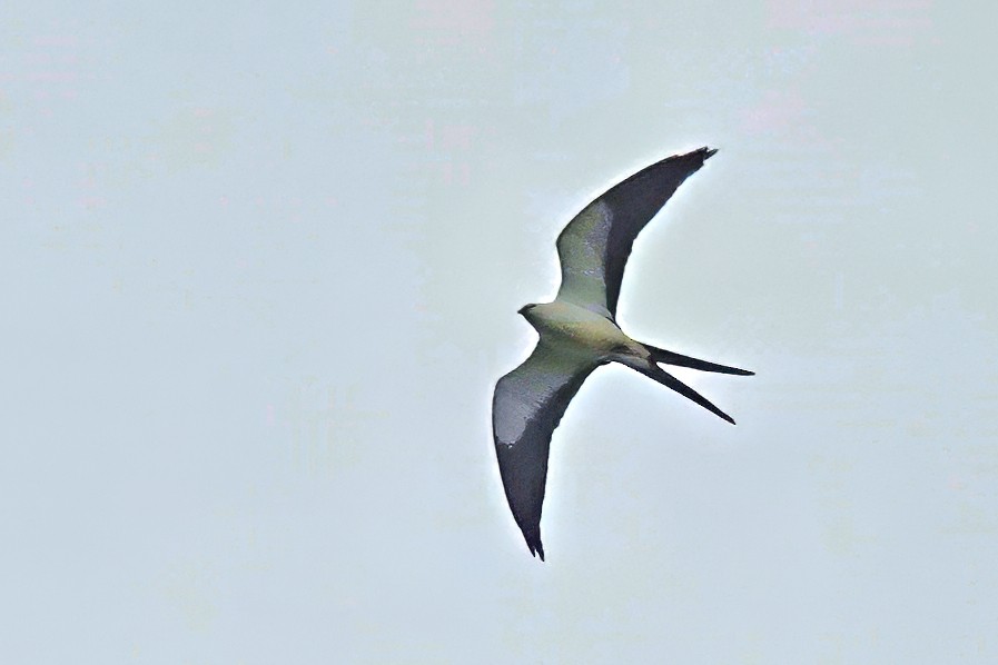 Swallow-tailed Kite - ML612882473
