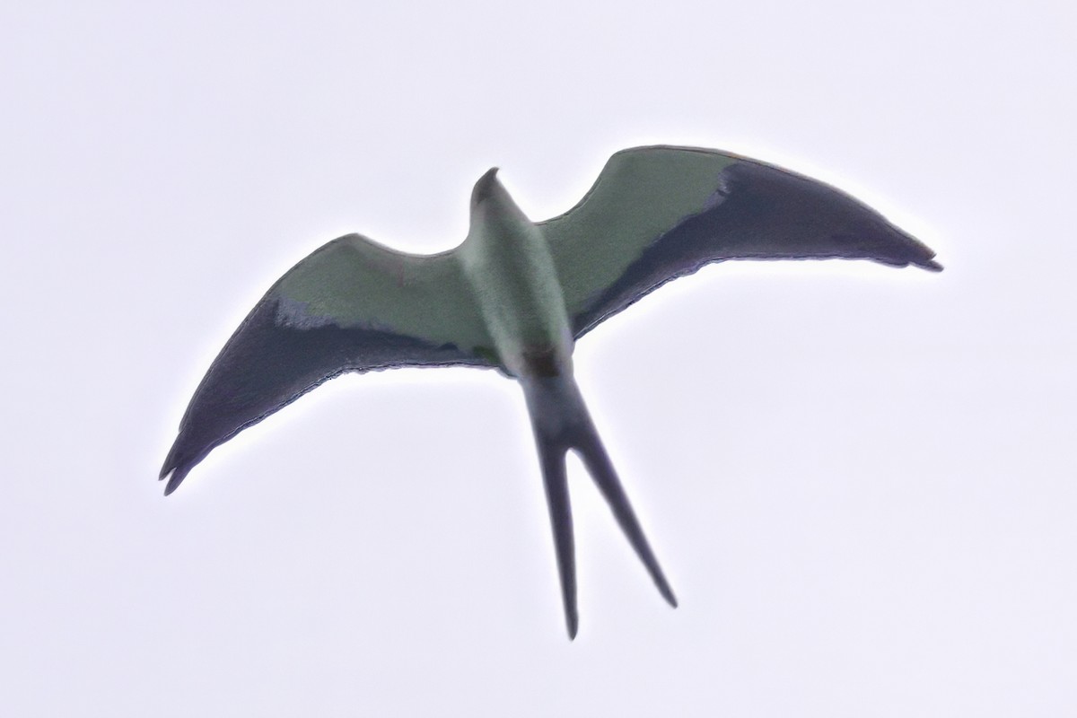 Swallow-tailed Kite - ML612882474