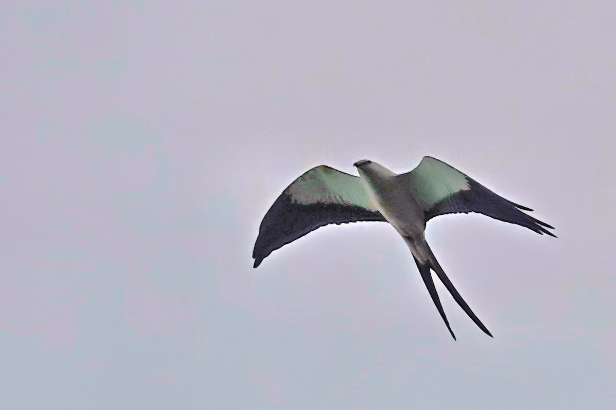 Swallow-tailed Kite - ML612882475
