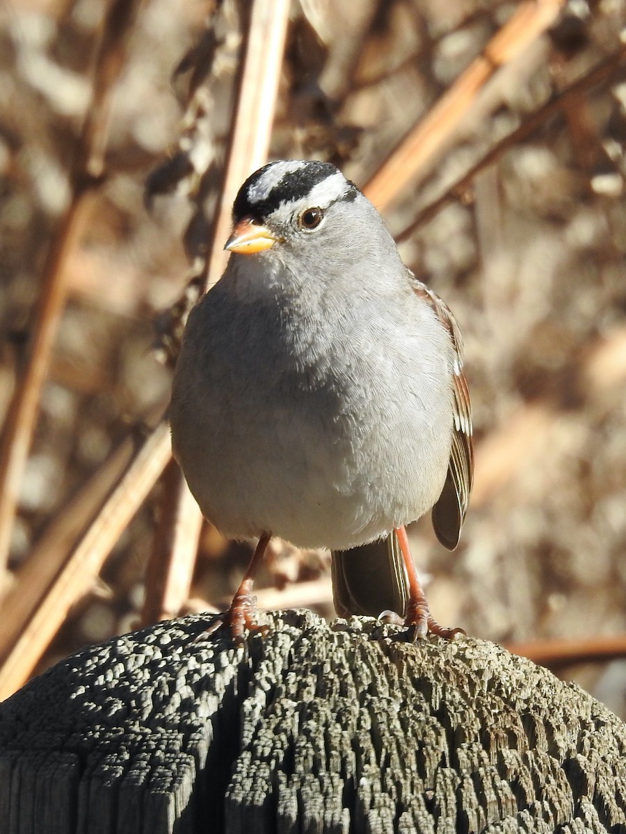 White-crowned Sparrow - ML612882572