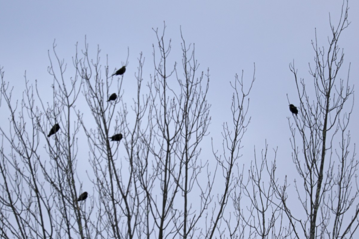 Ebird Checklist - 31 Dec 2023 - Lake Wallace - 16 Species