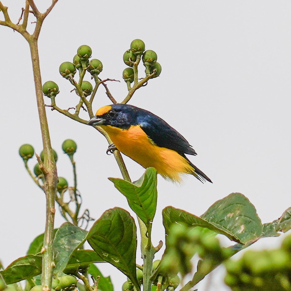 Thick-billed Euphonia (Black-tailed) - ML612882656