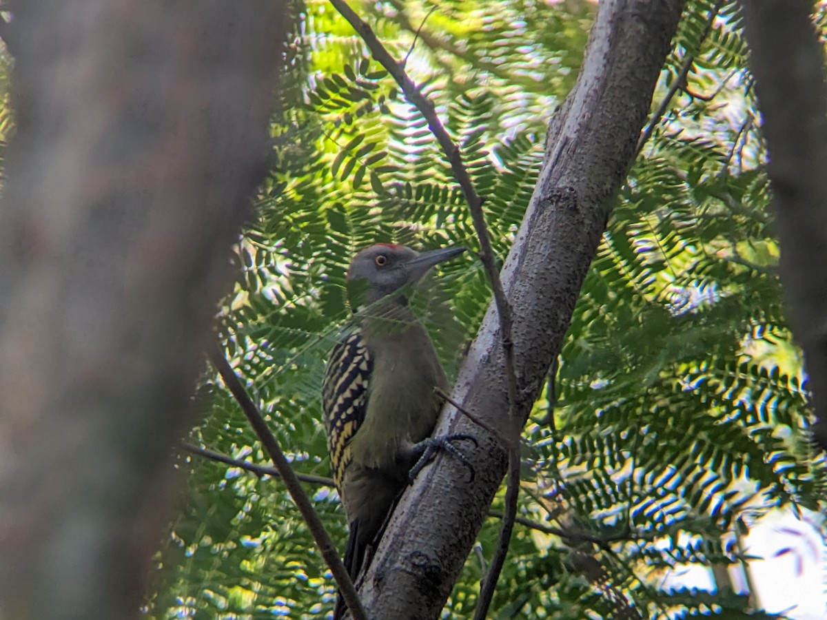 Hispaniolan Woodpecker - ML612882735