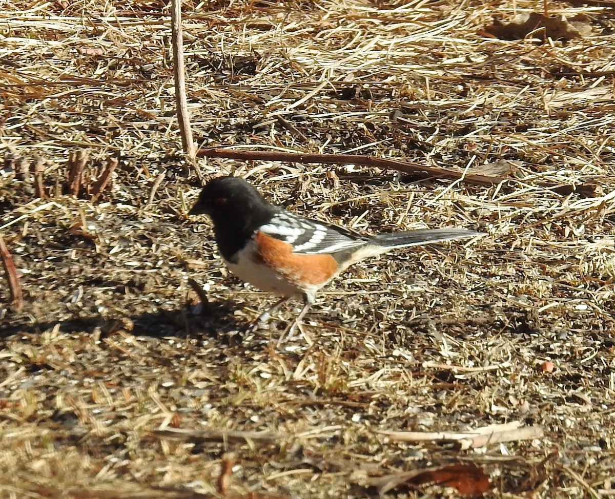 Spotted Towhee - ML612882746
