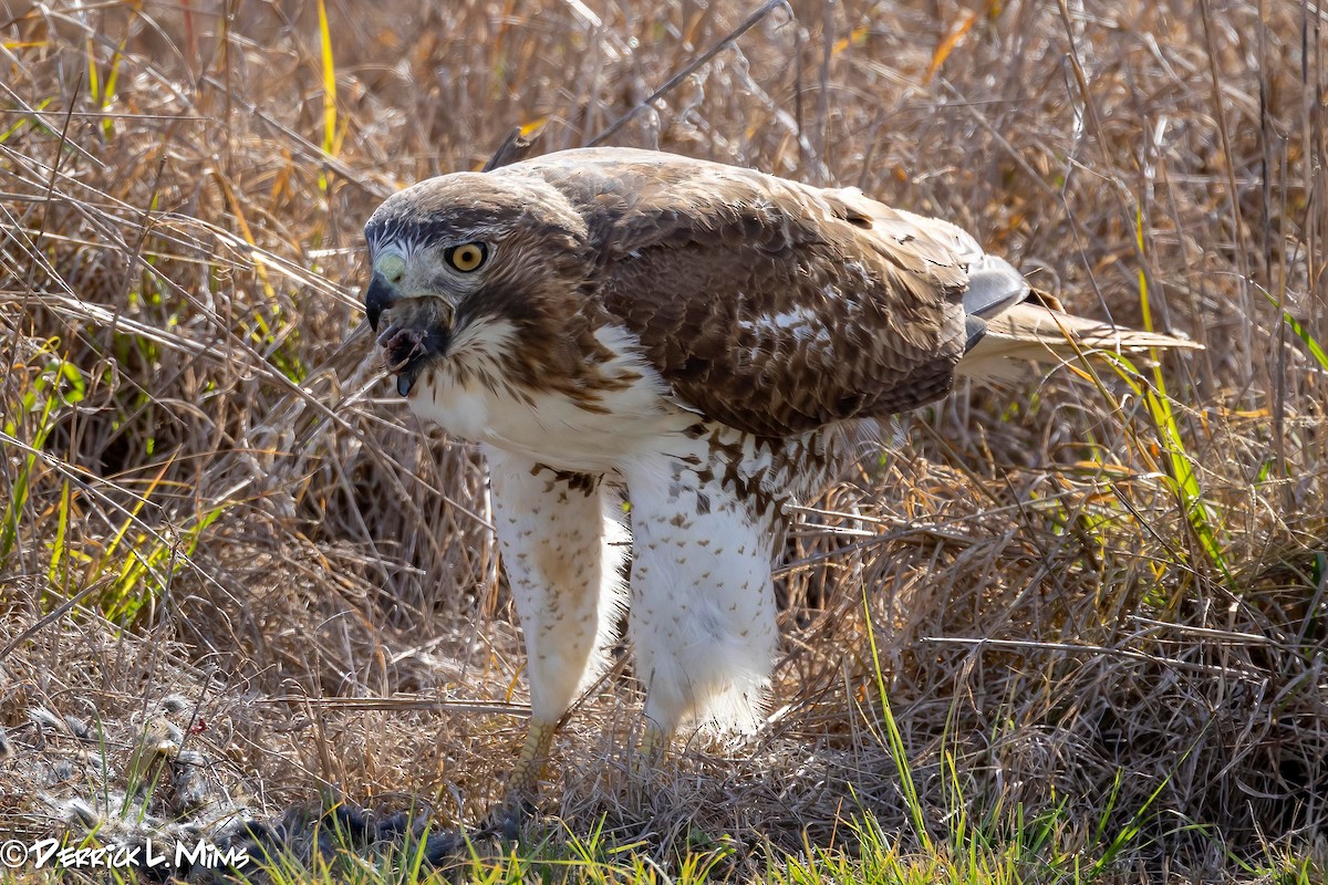 Red-tailed Hawk - ML612882755