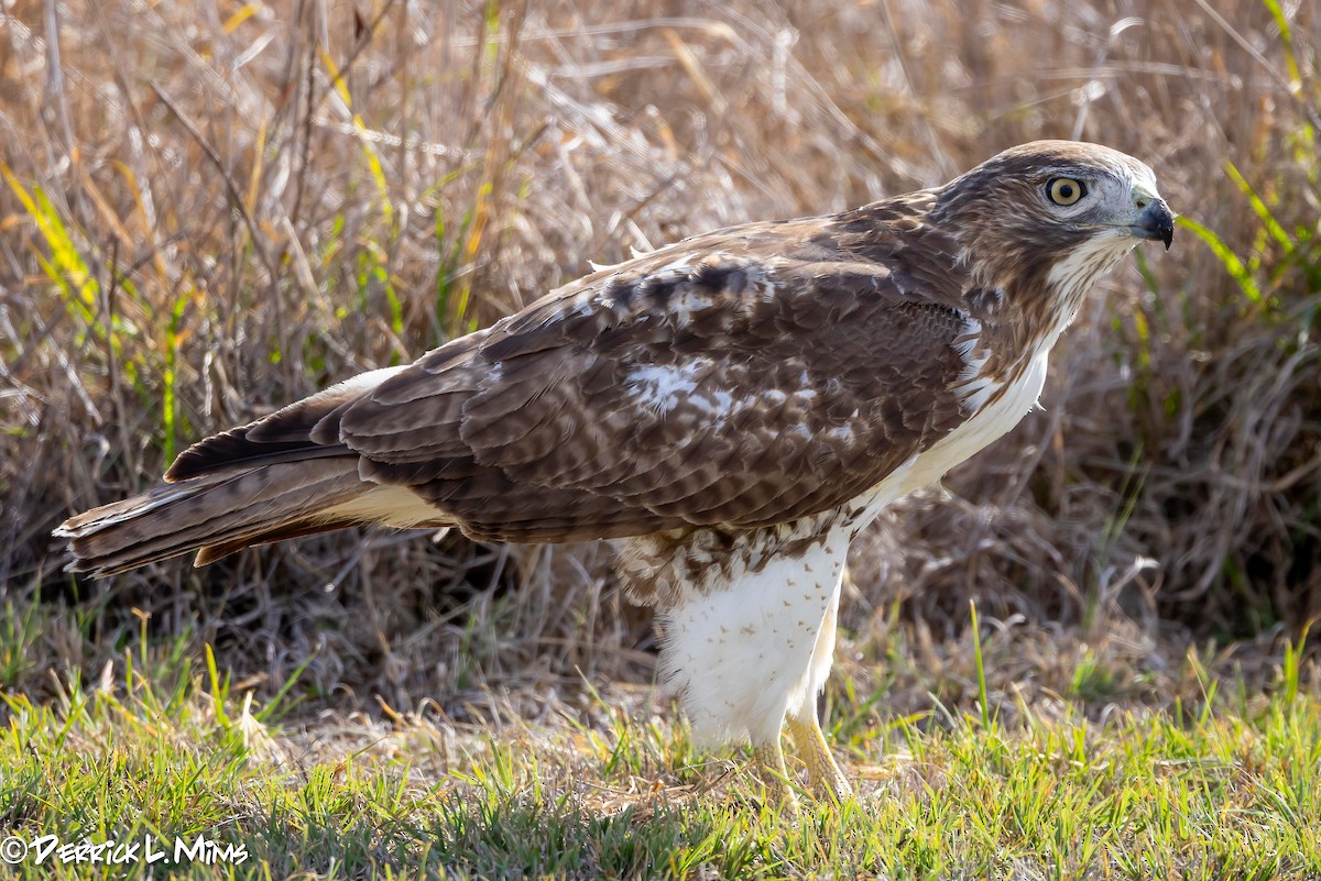 Red-tailed Hawk - ML612882756