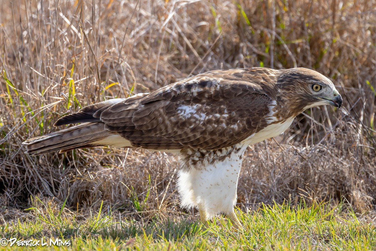 Red-tailed Hawk - ML612882757
