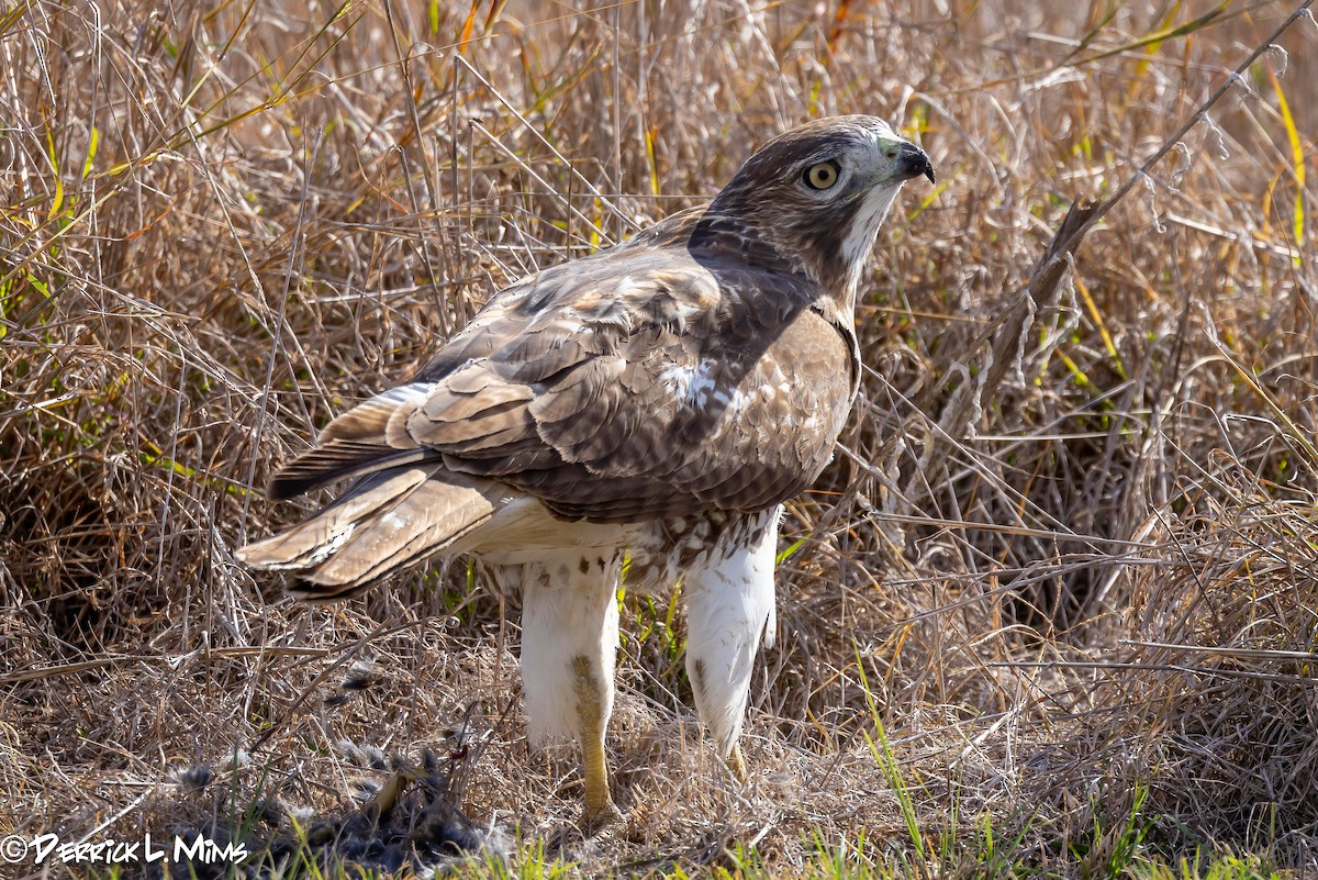 Red-tailed Hawk - ML612882758