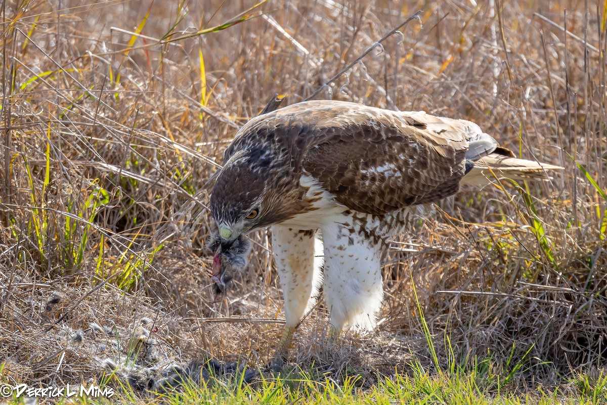 Red-tailed Hawk - ML612882759