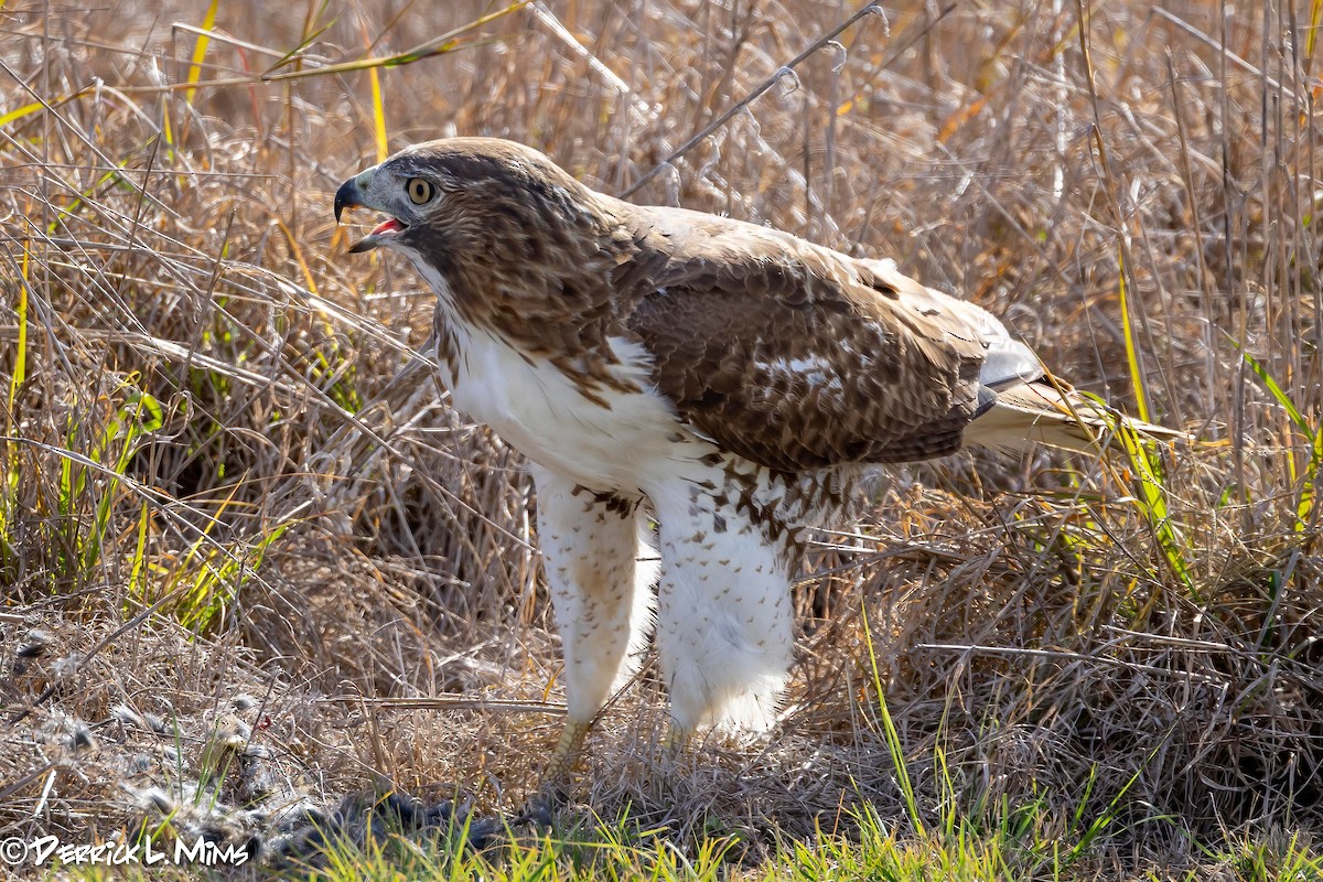 Red-tailed Hawk - ML612882760