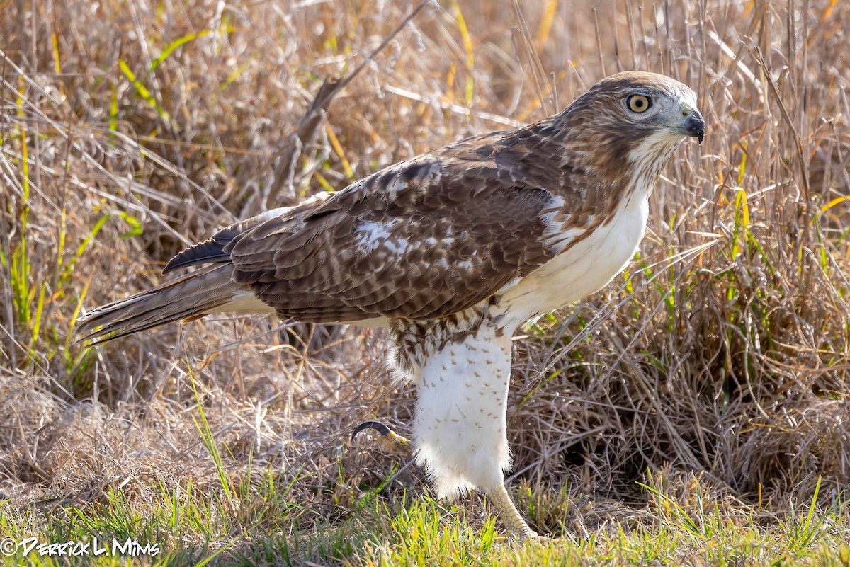 Red-tailed Hawk - ML612882761