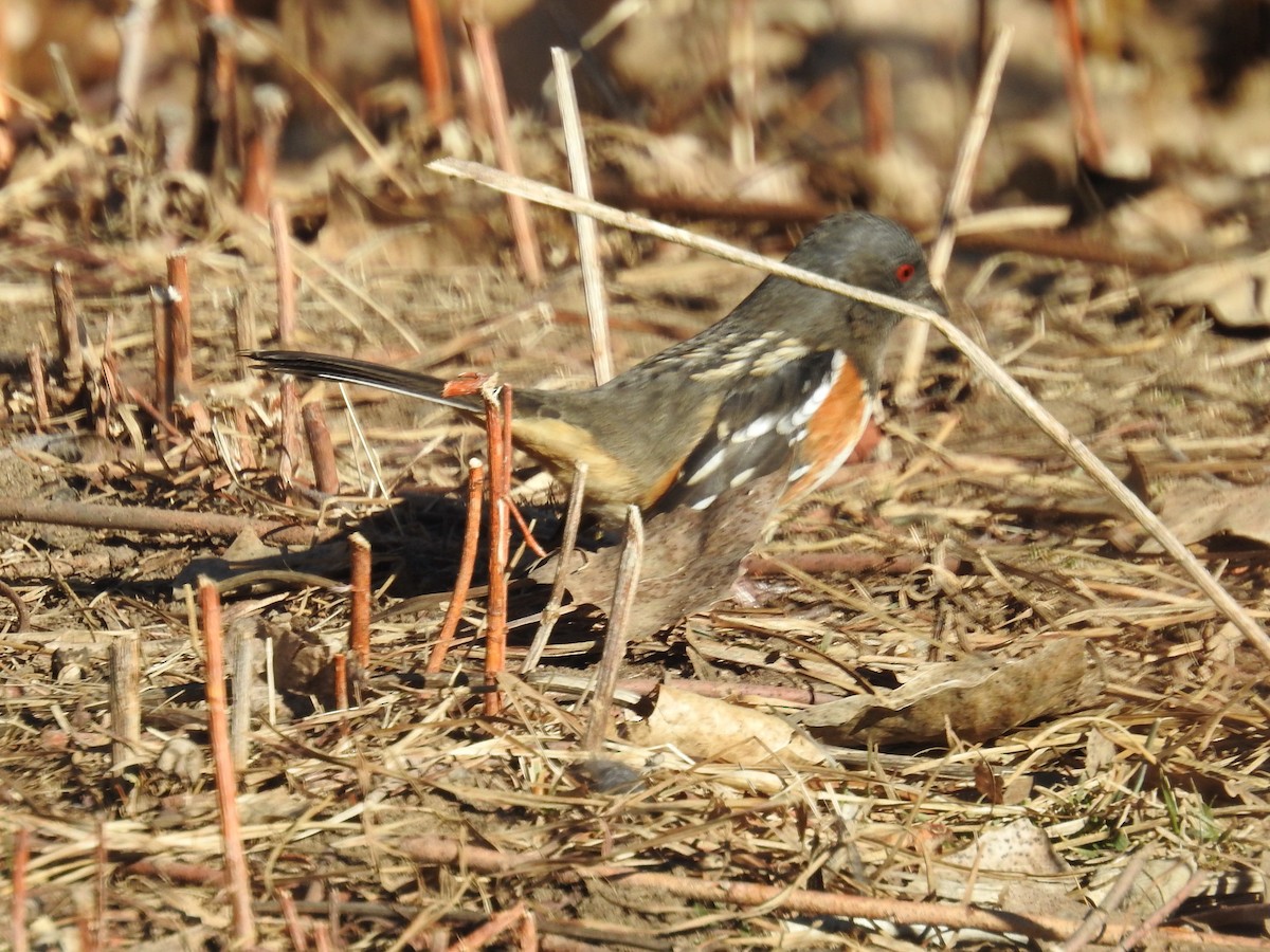 Spotted Towhee - ML612882788