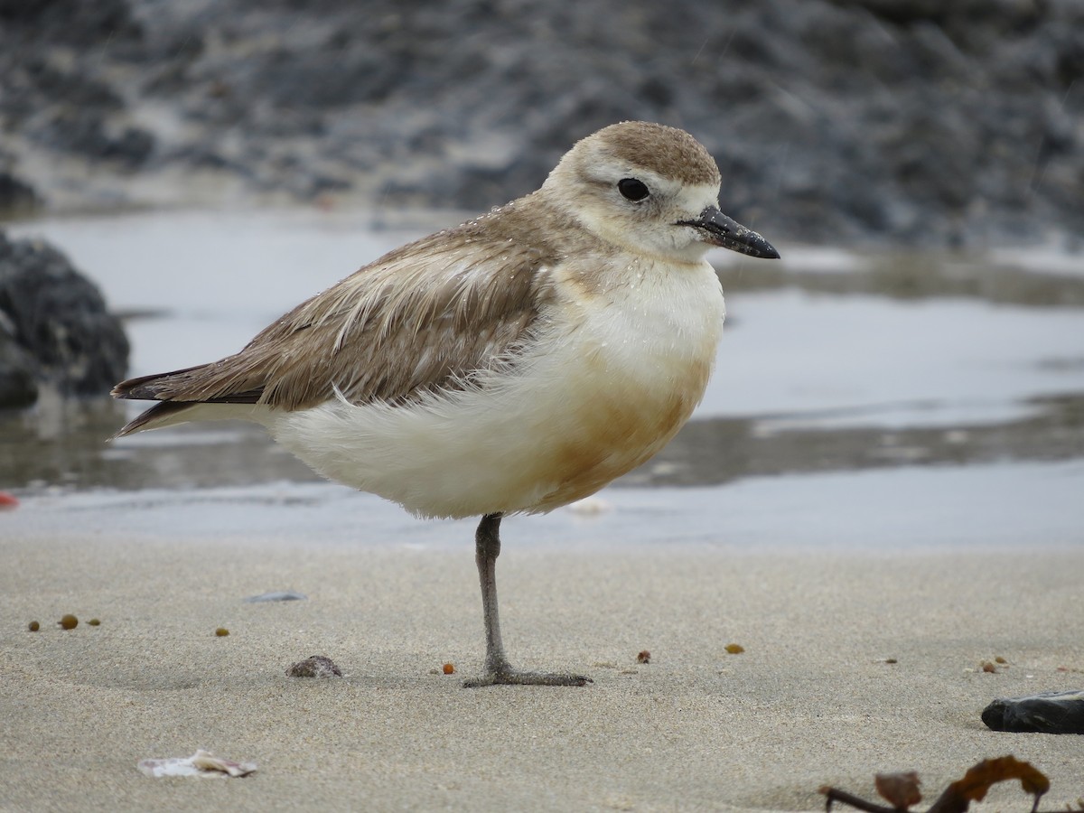 Red-breasted Dotterel - ML612883005