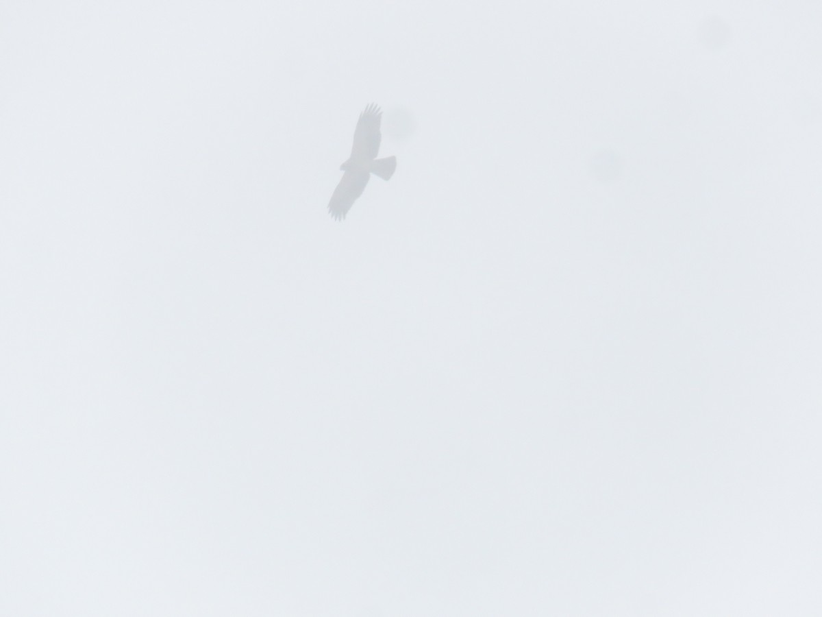 Орел-карлик малий - ML612883181
