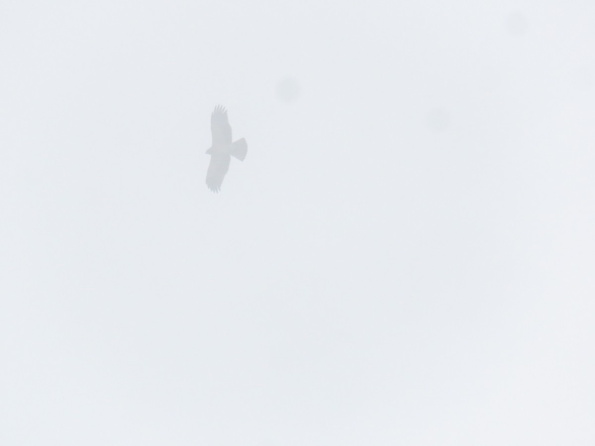 Орел-карлик малий - ML612883182