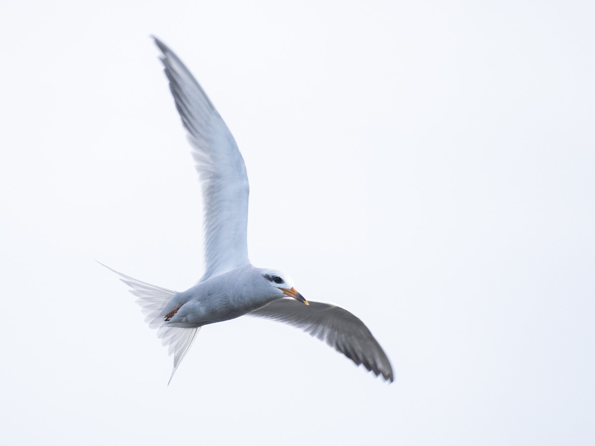 Snowy-crowned Tern - ML612883347