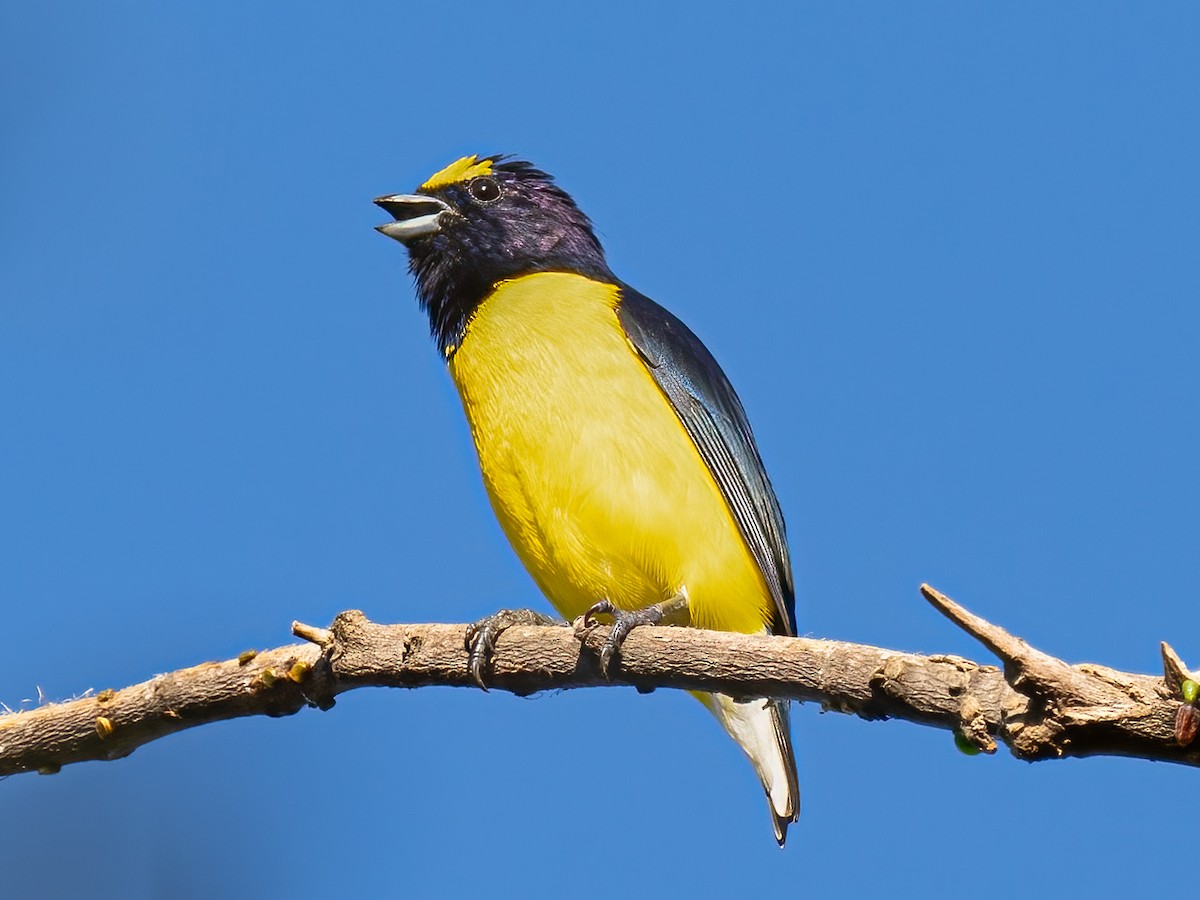 West Mexican Euphonia - ML612884218