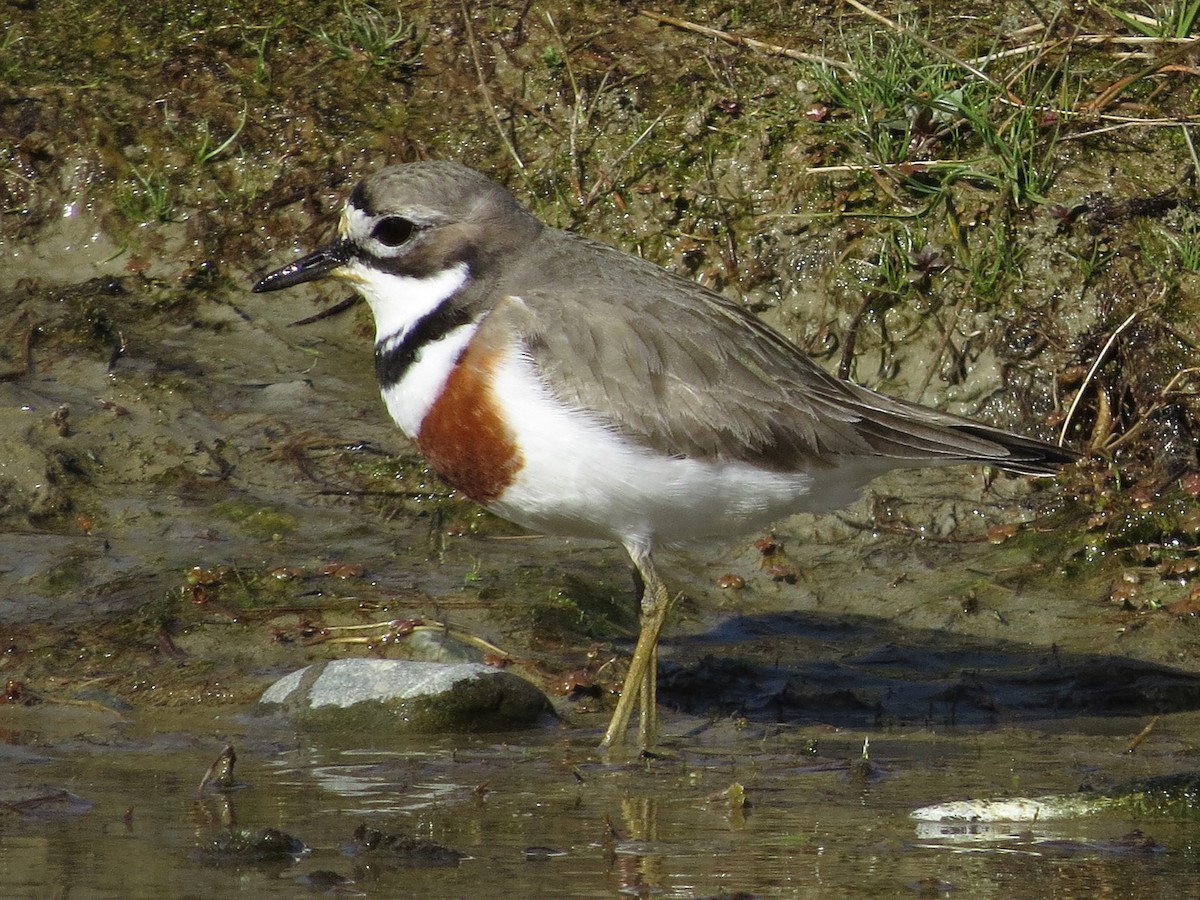 Double-banded Plover - ML612884527