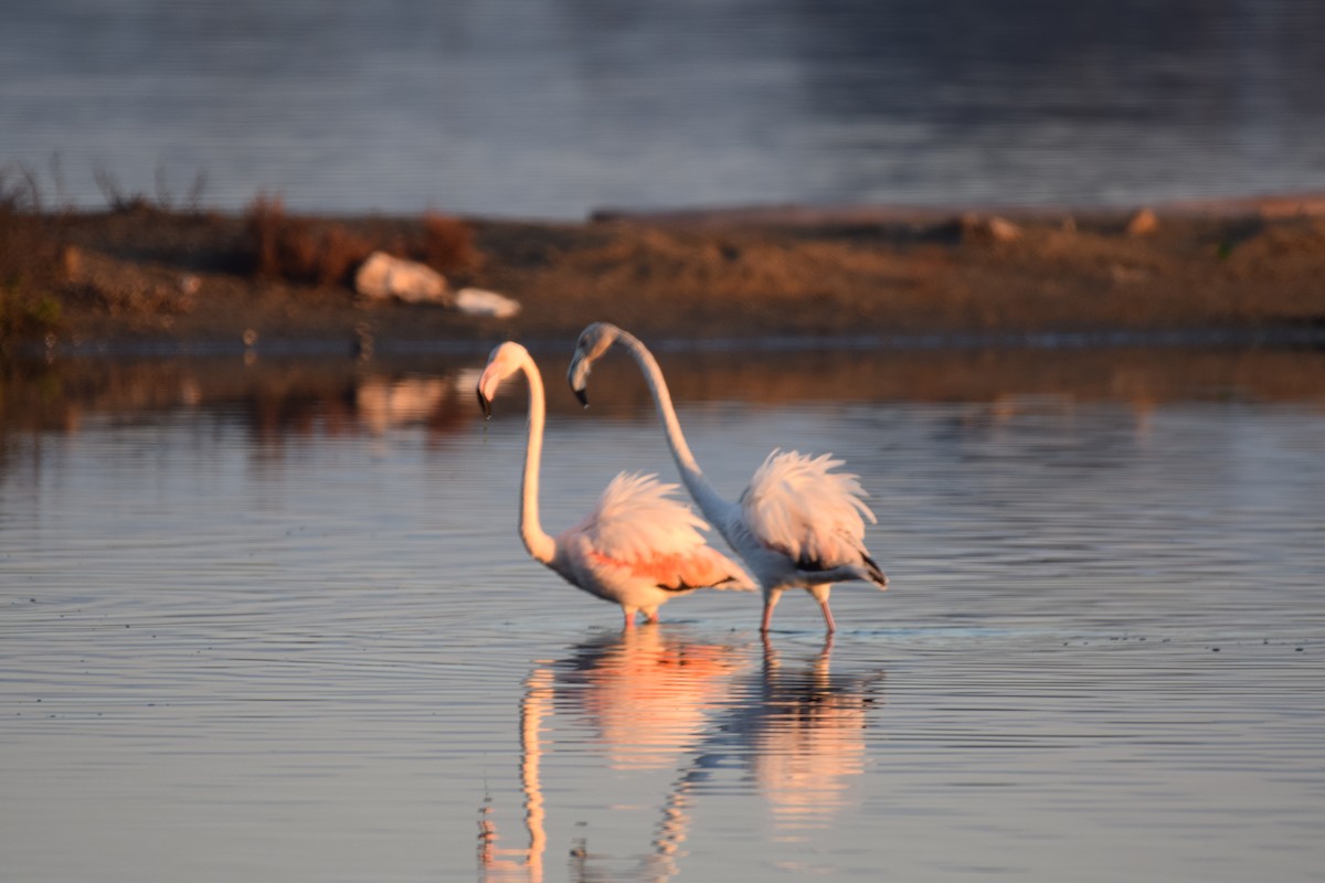 Greater Flamingo - Ryan Bakelaar